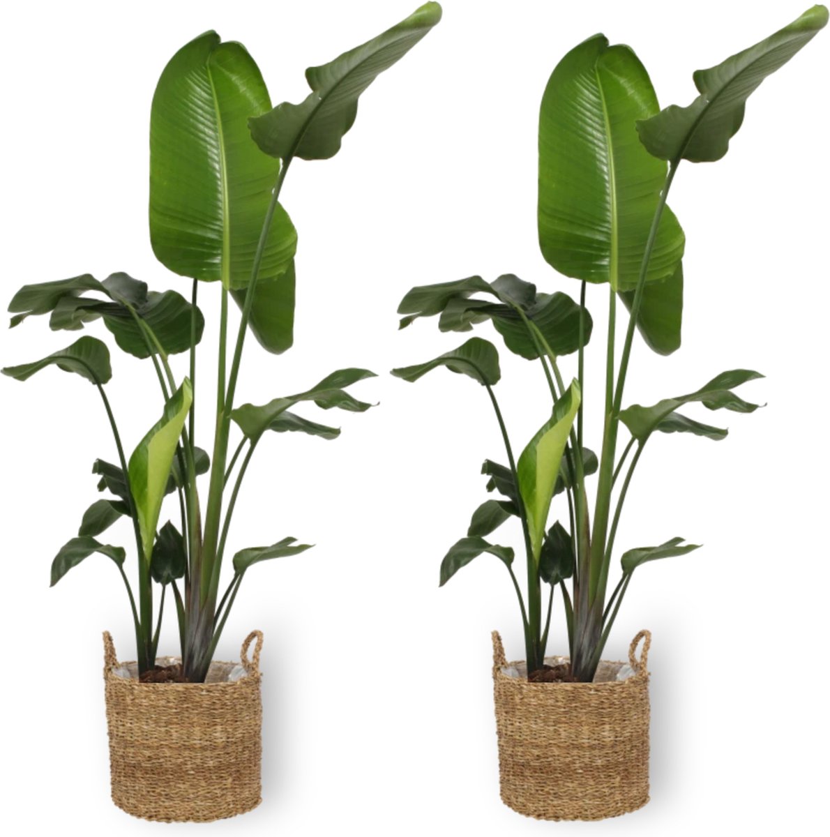 Kamerplant Paradijsvogelplant (Strelitzia Nicolai) potmaat 24