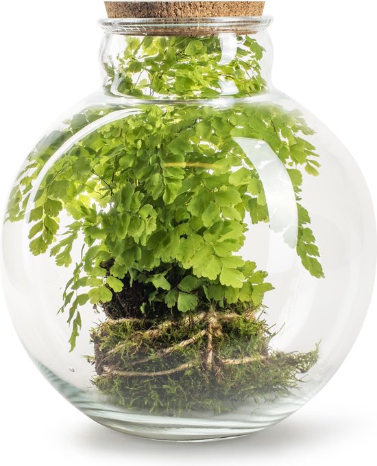 Terrarium en verre avec bouchon en liège en bois pour la propagation des  plantes hydroponiques, décoration de la maison ou du bureau : :  Cuisine et Maison