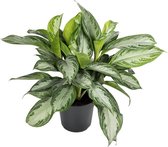 Aglaonema Silver Bay 60 cm