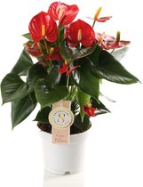 Kamerplant van Botanicly – Flamingoplant – Hoogte: 40 cm – Anthurium andreanum Red Champion