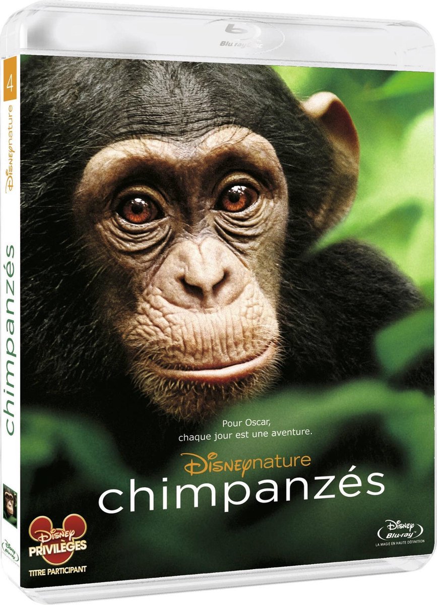 Chimpanzee