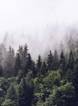 Fotobehang - Foggy Forest 192x260cm - Vliesbehang