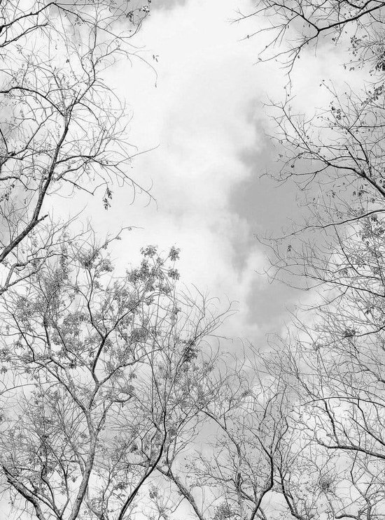 Fotobehang - Tree Tops 192x260cm - Vliesbehang