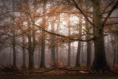 Fotobehang - Foggy Autumn Forest 384x260cm - Vliesbehang