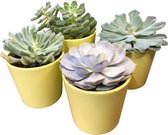 Set van 4 verschillende Vetplantjes Leuk voor in de huiskamer of kantoor