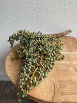 Dadeltak 1.5 kg - Dadels - Droogbloemen - Dried Flowers - Zware Kwaliteit - Vers - Italiaans