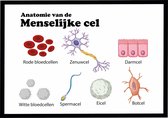 Poster Menselijke Cellen - Large 50x70 - Educatief - Biologie - Schoolplaat - Anatomie