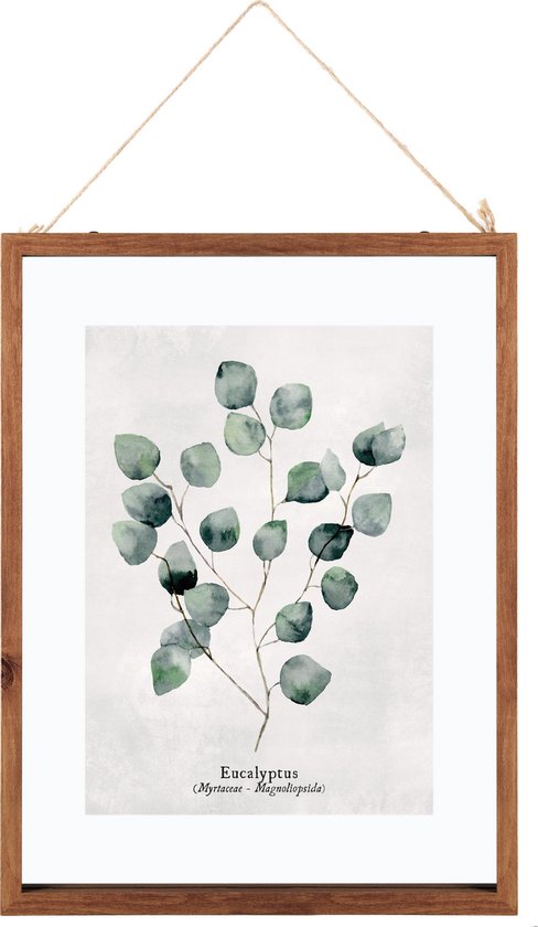 Een deel goedkeuren Wild Glazen Frame Met Botanische Illustratie Eucalyptus - Poster Plant Print met  Lijst -... | bol.com