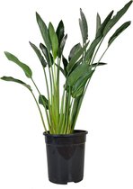 Strelitzia 'Reginae' (Paradijsvogelbloem) - ↑60 - 80 cm in pot - Tropische - Kamerplant