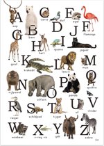 ABC alfabet poster wilde dieren Nederlands 50x70 cm