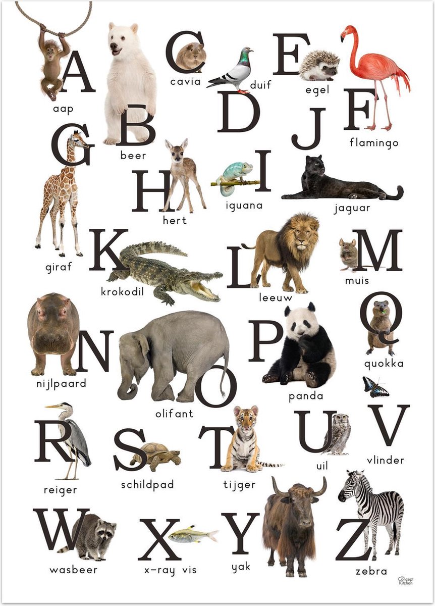 alliantie Onderhoudbaar Voorzien ABC alfabet poster wilde dieren Nederlands 50x70 cm | bol.com