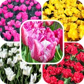 60 Tulpenbollen Deluxe geschenkpakket 2 - Tulip - Bloemen - Bollen - Tuin - Tulpen - Cadeau - Keukenhof - Planten - Liefde - Bloembollen - Tulipa - Geschenk - Duurzaam