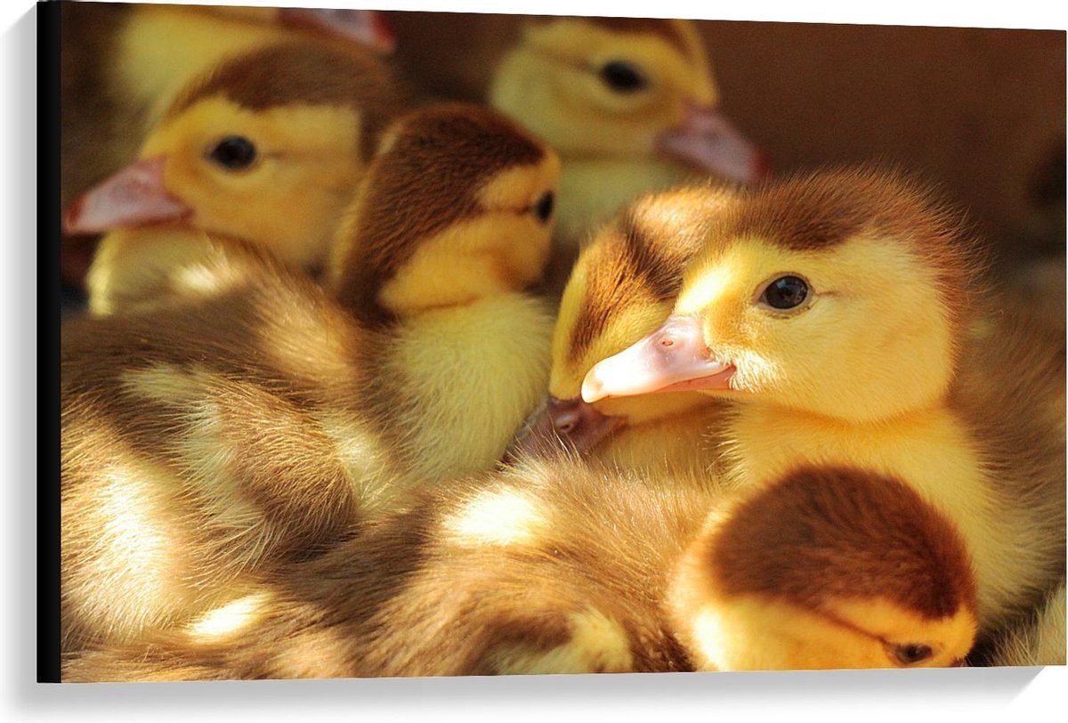 Canvas - Geel met Bruine Baby Eendjes - 90x60cm Foto op Canvas Schilderij (Wanddecoratie op Canvas)