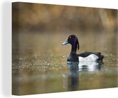 Un canard tufté nage à travers la toile d'eau brune 90x60 cm - Tirage photo sur toile (Décoration murale salon / chambre)