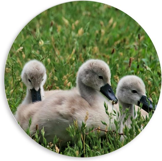 Forex Wandcirkel - Baby Eendjes in het Gras - 80x80cm Foto op Wandcirkel (met ophangsysteem)