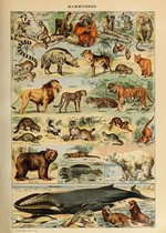 Vintage Poster Schoolplaat Dieren - Leeuw, Tijger, Vos, Aap - Retro Educatieve Illustratie - Large