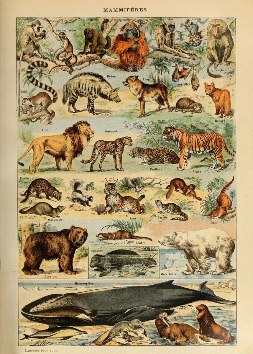 Esque Vintage Poster Schoolplaat Dieren - Leeuw, Tijger, Vos, Aap - Retro Educatieve Illustratie - 50x70 cm geel, grijs, rood, grijs