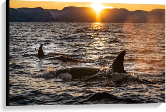 Canvas  - Orca's in de Zee met Zonsondergang  - 90x60cm Foto op Canvas Schilderij (Wanddecoratie op Canvas)