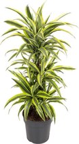 Dracaena Lemon Lime 100 cm