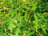 Dakmoeraseik - Quercus Palustris | Kruisdak | omtrek: 10-14 cm | Hoogte: 250 cm
