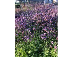 12 x Verbena Lollipop - IJzerhard in 9x9cm pot