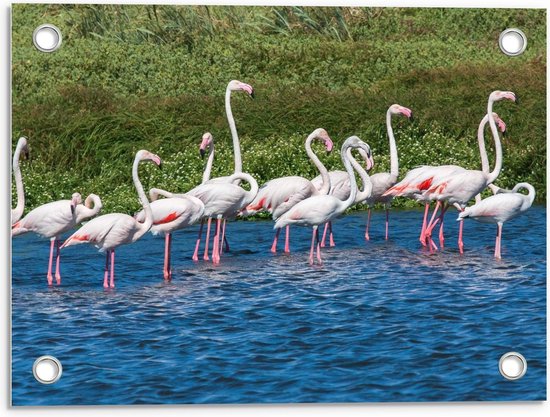 Tuinposter – Familie Flamingo's in het Water - 40x30cm Foto op Tuinposter  (wanddecoratie voor buiten en binnen)