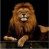 Lachende Koning leeuw Bruno op canvas - 90x90 cm - Wanddecoratie - wilde dieren - King Lion