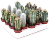 Mini cactus zuil mix 10cm↑ Ø5cm- 5 stuks