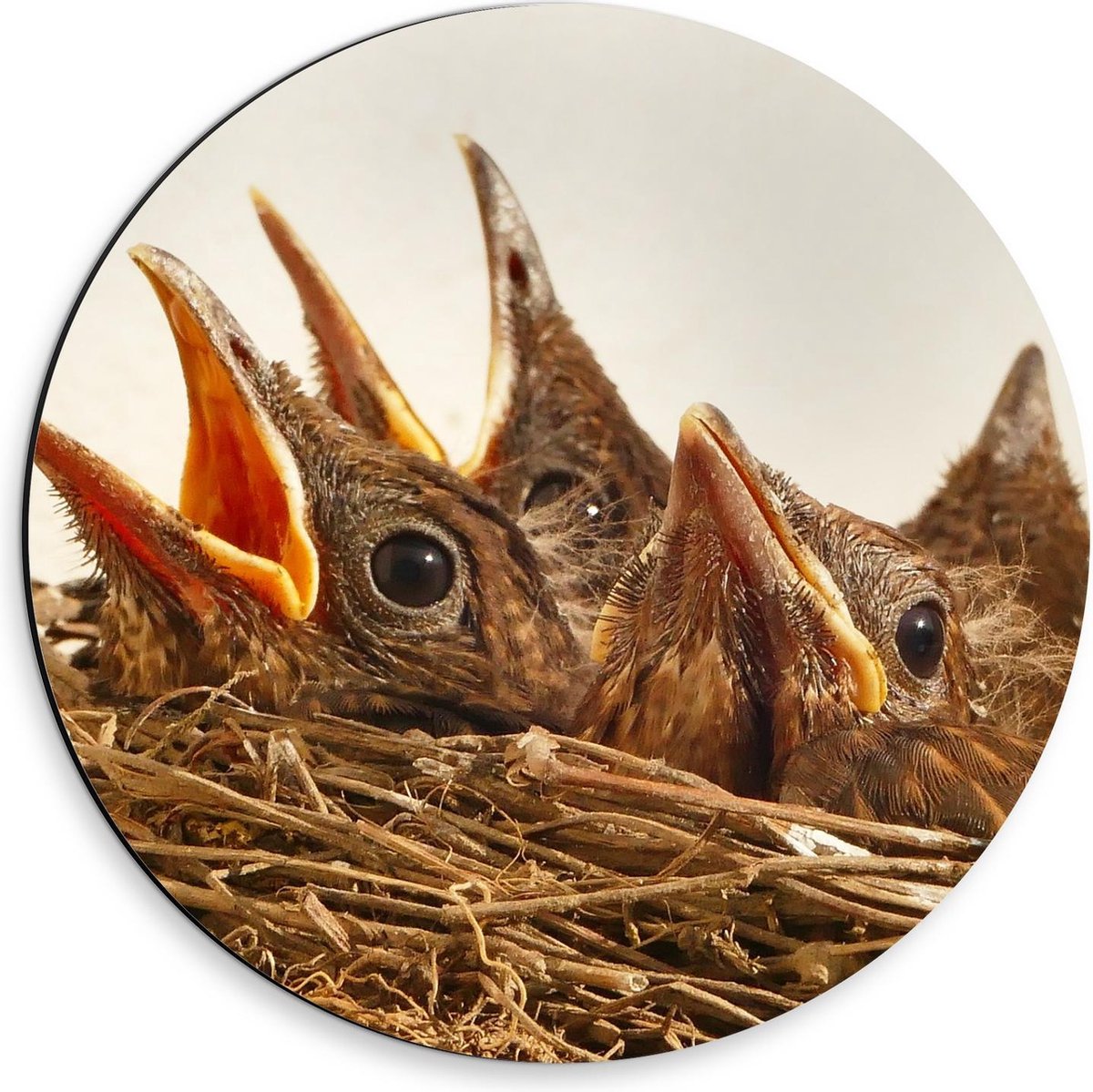 Dibond Wandcirkel - Baby Vogeltjes in Nestje - 30x30cm Foto op Aluminium Wandcirkel (met ophangsysteem)