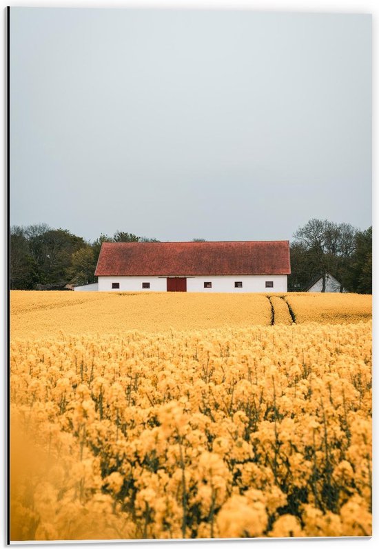 Dibond - Wit Huis tussen Gele Bloemenvelden - 40x60cm Foto op Aluminium (Wanddecoratie van metaal)