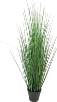 By Kohler King Festuca in pot (111204)