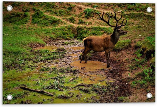 Tuinposter – Hert in de natuur - 60x40cm Foto op Tuinposter  (wanddecoratie voor buiten en binnen)