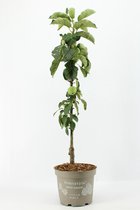 Fruitplant - Ballerina Appel - Malus domestica 'Jonagold' (Appelboom)  - hoogte 90 / 100 cm