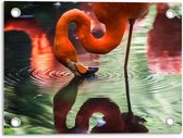 Tuinposter – Flamingo die Water Drinkt  - 40x30cm Foto op Tuinposter  (wanddecoratie voor buiten en binnen)