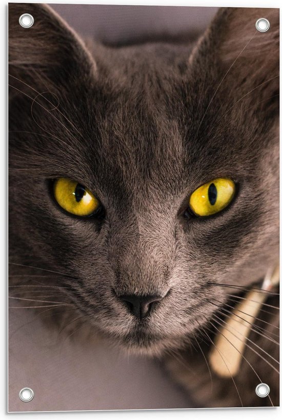 Tuinposter – Kat met Felgele Oogkleur - 40x60cm Foto op Tuinposter  (wanddecoratie voor buiten en binnen)