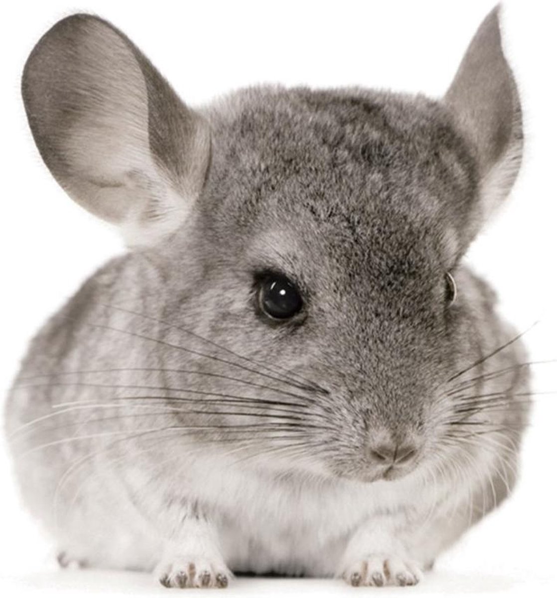 KEK Amsterdam Muursticker forest friends chinchilla