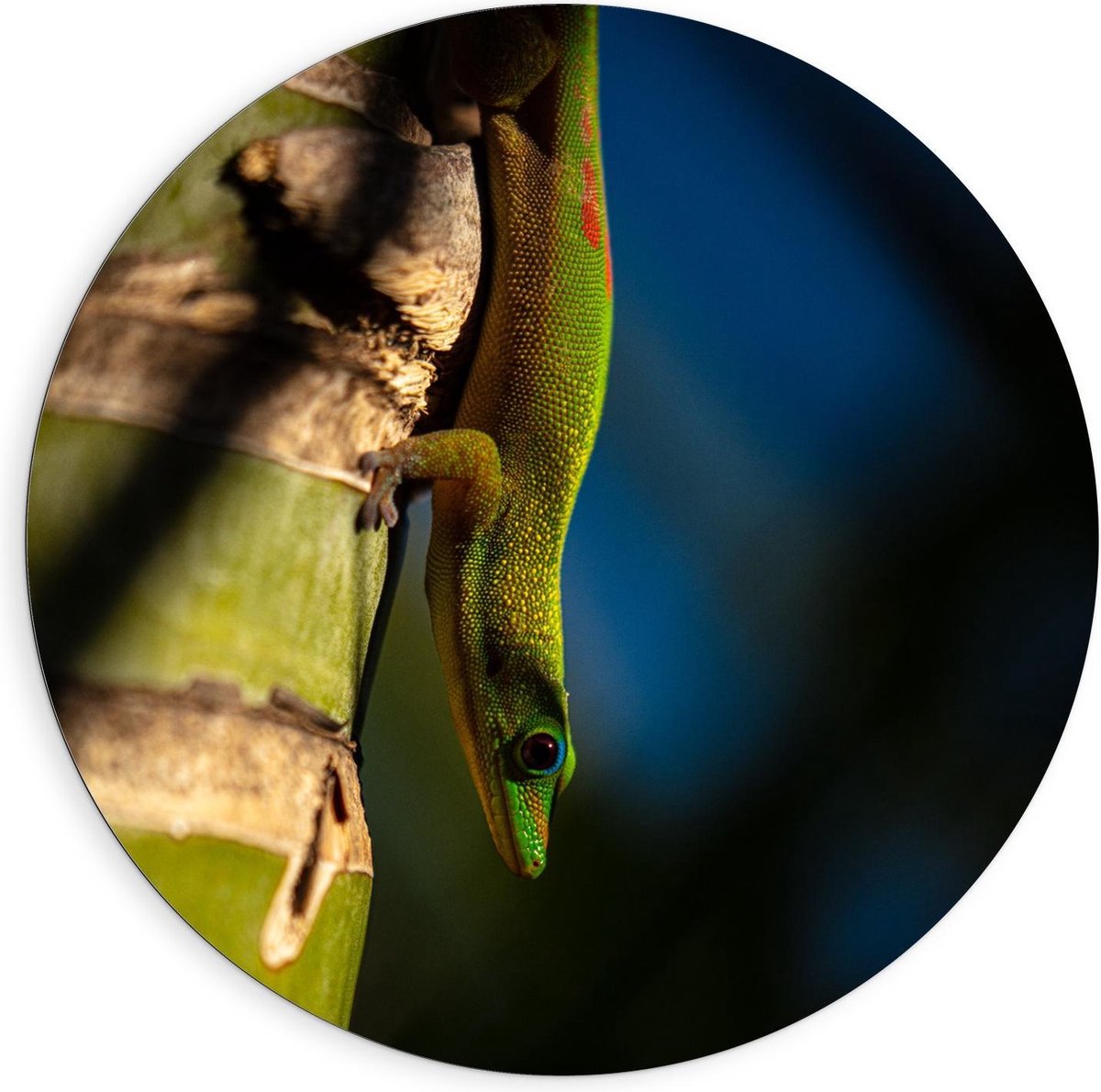 Dibond Wandcirkel - Groene/Gele Hagedis op Boom - 90x90cm Foto op Aluminium Wandcirkel (met ophangsysteem)