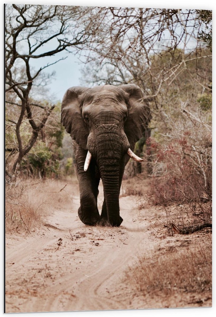 Dibond - Lopende Zuid-Afrikaanse Olifant - 60x90cm Foto op Aluminium (Met Ophangsysteem)