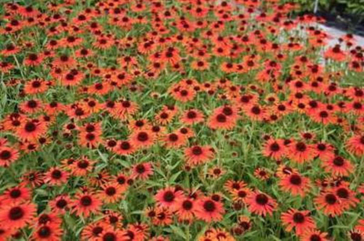 6 x Echinacea purpurea 'Orange Skipper'pbr ZONNEHOED in 9x9 cm pot