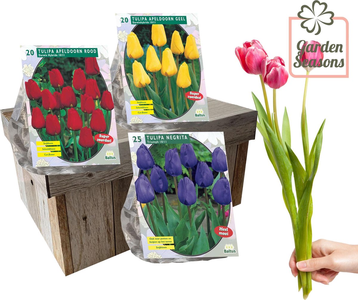 Snijtulpen pakket 75 tulpen in geschenk doos | Bloembollen | Blumenzwiebeln | Flowerbulbs| Cadeau | Bloemen