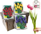 Snijtulpen pakket 75 tulpen in geschenk doos  | Bloembollen | Blumenzwiebeln | Flowerbulbs| Cadeau | Bloemen