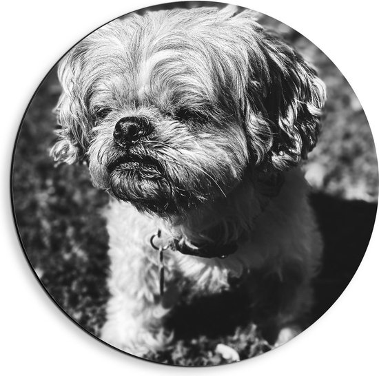 Dibond Wandcirkel - Klein Hondje (zwart/wit) - Foto op Aluminium Wandcirkel (met ophangsysteem)