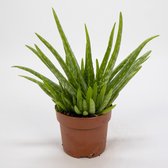 WL Plants - Aloe Vera - Aloe Vera Plant - Kamerplanten - Vetplant - Succulent - ± 40cm hoog - 12cm diameter - in Kweekpot