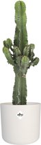 Euphorbia cactus in ® ELHO b.for soft sierpot