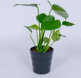 Monstera Deliciosa - ± 40cm hoog - in zwarte pot