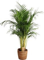 Dypsis lutescens  XL- Areca palm in mand  - Grote luchtzuiverende kamerplant -  ↑ 110-120 cm - Incl. jute mand Ø21cm