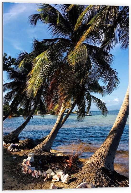 Dibond - Palmbomen aan het Water - 60x90cm Foto op Aluminium (Met Ophangsysteem)