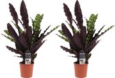 Duo Calathea Insigne