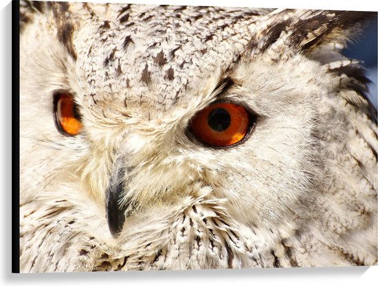 Close-up van een witte uil met grote, oranje ogen en witte, gespikkelde veren.