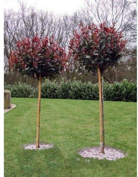 Néflier brillant sur tronc ' Photinia fraseri' Red Robin '- Petit arbre sur  tronc - ↑... | bol.com